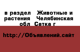  в раздел : Животные и растения . Челябинская обл.,Сатка г.